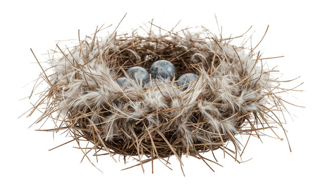 Speckled blue eggs in bird nest with feathers and twigs isolated on the transparent background for nature and wildlife concepts