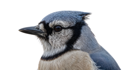 Closeup portrait of a blue jay with detailed feathers and distinctive markings on isolated white background