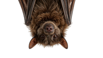 Upside down closeup of a brown bat hanging isolated on the transparent background with detailed fur and wings