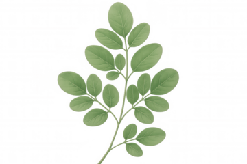 Realistic illustration of a moringa oleifera branch with multiple green leaves, isolated on a transparent background