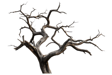 Gnarled dead tree branches isolated on a transparent background gnarled branches