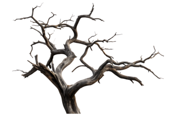 Gnarled dead tree branches isolated on a transparent background gnarled branches