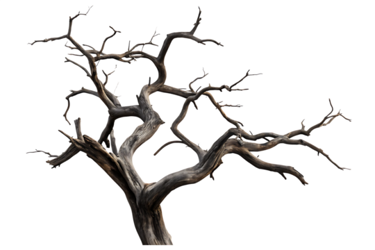 Gnarled dead tree branches isolated on a transparent background gnarled branches