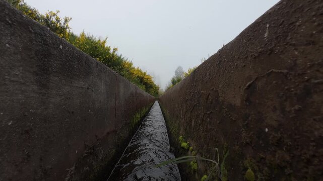 Camera glides above levada water, framed by lush yellow blooms