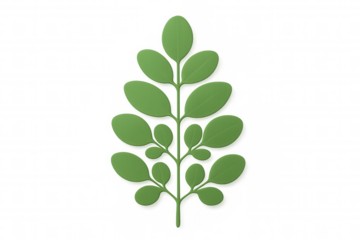 3d rendering of a detailed moringa oleifera branch with multiple green leaves, isolated on a transparent background