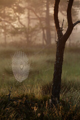 Cobweb at marsh in Tammela, Southern Finland. 
