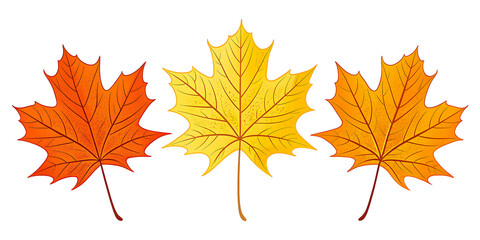 Fototapeta premium Vibrant autumn maple leaves in warm orange and yellow hues create a festive seasonal display perfect for fall.
