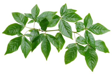 Bush grape leaves of three leaved wild vine cayrat showcasing vibrant green foliage against a white background