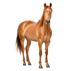 Majestic chestnut horse standing proudly against a black background