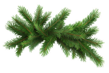 Fir leaves isolated on a transparent background showcasing their detailed green needles and natural texture for use in various design projects