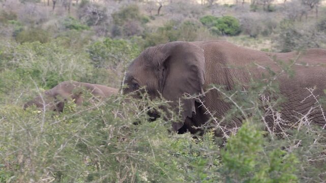 A majestic African elephant walks slowly through the bush and thorn trees, accompanied by its herd in KwaZulu-Natal, South Africa.   