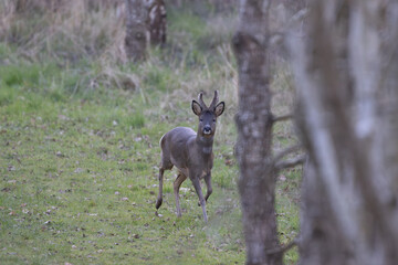Male Roe Deer walking in woodland, County Durham, England, UK.