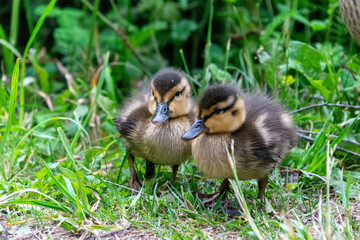 baby duck in the grass