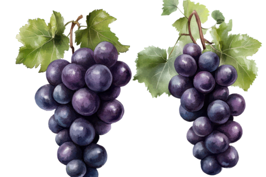 Fresh, ripe dark grapes on a vine with green leaves, perfect for healthy snacks and wine production, isolated on a transparent background