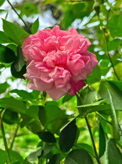 Obraz premium Double Blooming Pink Roses in Garden