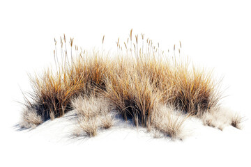 Long grass bushes thrive in an isolated area, creating a natural aesthetic with vibrant hues and diverse textures