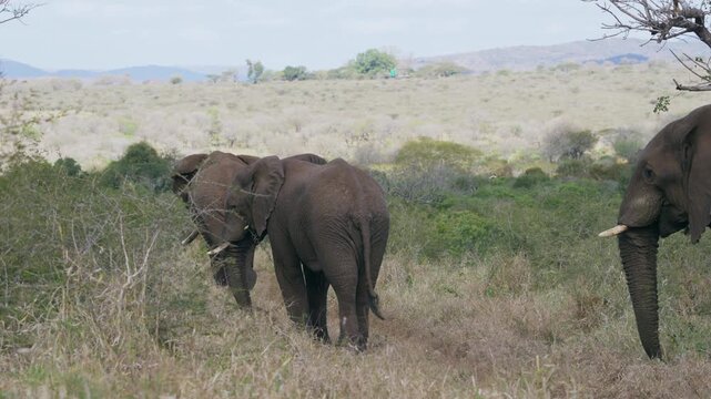 Three elephants walk slowly across the wide landscape of African thorn bushes and grassland in KwaZulu-Natal, South Africa.