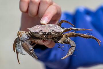 Detailansicht einer am Strand angespülten, toten Krabbe in der Hand eines Menschen