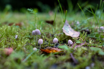 Close-up of clustered fairy inkcap mushrooms (Coprinellus disseminatus) growing on mossy forest floor, surrounded by grass and autumn leaves in natural soft light.
