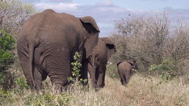 A rear view of three African elephants walking away through the bush and thorn trees in KwaZulu-Natal, South Africa.