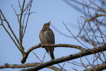 Song Thrush sat in a tree singing, County Durham, England, UK.