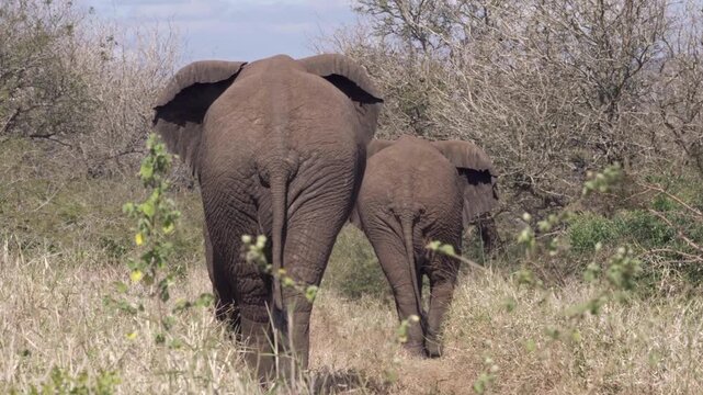 A rear view of African elephants slowly making their way through the bush and thorn trees in KwaZulu-Natal, South Africa.