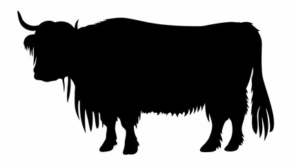 Silhouette of a yak with long shaggy hair and curved horns standing on a white background in full view