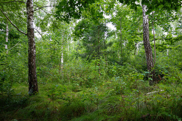 A walk in the forest on a quiet summer day, where sunbeams break through the dense foliage of trees, illuminating grassy thickets and young shoots. Natural beauty and tranquility.