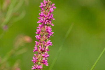 purple loosestrife (Lythrum salicaria) blossom close-up