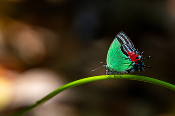 Felder butterfly (Paiwarria antinous), perched on a branch with blurred background