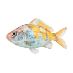 Fototapeta premium Fish with a yellow stripe on its side