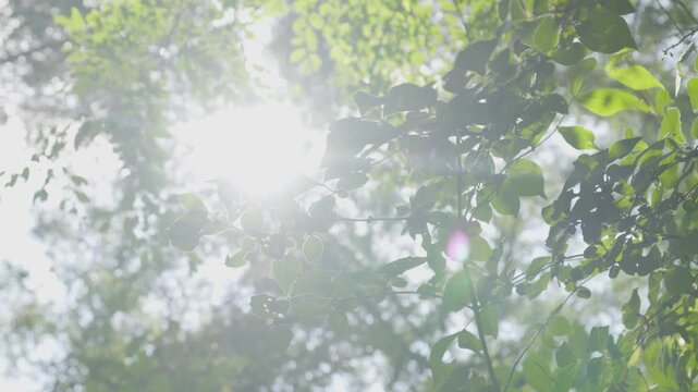 sunlight leaf moutain_bird sound 02