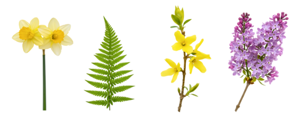 A beautiful collection of fresh spring flowers, including yellow daffodils, a purple lilac, and a green fern leaf. This vibrant floral assortment represents the beauty of nature and the spring season.