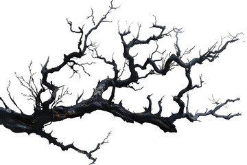 Obraz premium Dark Twisting Branch Isolated on White Background for Creative Use