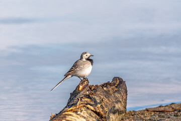 Wagtail sits on the ground with a beautiful blurred background.