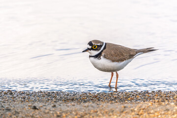 Little ringed plover (Charadrius dubius), bird standing on the lake shore