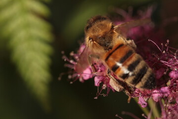 bee on a flower