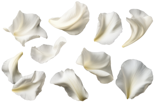 Elegant collection of soft white flower petals arranged artistically against a contrasting background showcasing their delicate shapes and textures