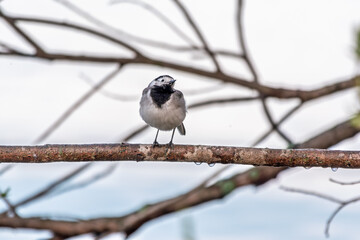 A beautiful bird called the white wagtail, also called the wagtail and snow wagtail, and also the snowy tit on a tree branch.