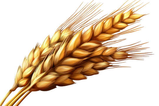 Ear of wheat isolated with transparent background showcasing the natural details and textures of the grains in a visually appealing manner