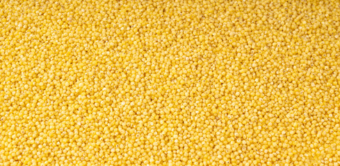 Raw millet grains textured background. Little yellow cereal pattern, natural foxtail small seeds