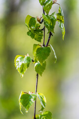 Nature of green leaf in garden at summer. Natural green leaves plants using as spring background cover page environment ecology