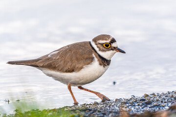 Little ringed plover (Charadrius dubius), bird standing on the lake shore