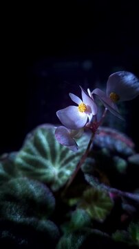 Nature background image. Close-up of Begonia's flowers. Selective focal of flowers and Space for text entry.