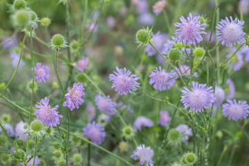 Light-purple field scabious (Knautia arvensis) blossoms with seedheads.