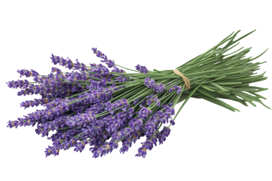 Bunch of lavender flowers isolated on a transparent background showcasing vibrant colors and natural beauty