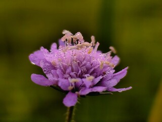 Drops of rain in purple flower after rain