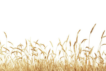Horizontal wheat ears arranged on a white background highlighting their natural beauty and golden color, capturing the essence of harvest season in a simple yet elegant composition