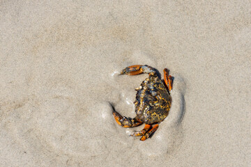 Eine im Sand des Wattenmeers bei Ebbe laufende Krabe, die sich zum Schutz vor Fressfeinden versucht, schnell einzugraben