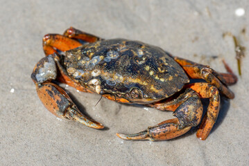 Eine im Sand des Wattenmeers bei Ebbe laufende Krabe, die sich zum Schutz vor Fressfeinden versucht, schnell einzugraben